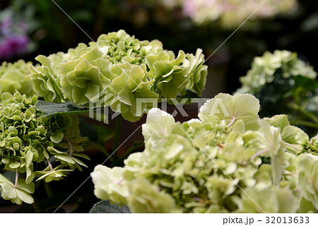 緑色のガクアジサイ 緑色のガクアジサイ 32013633