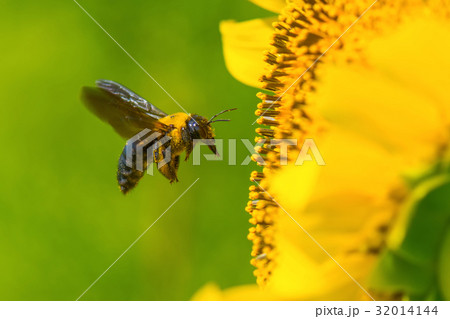 熊蜂の飛行の写真素材