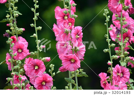 タチアオイ タチアオイ 32014193