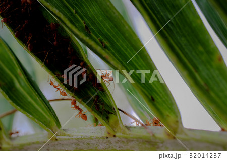 ant wildlife on plant texture .. ant wildlife on plant texture .. 32014237