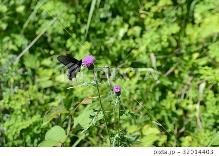 揚羽蝶とアザミ 揚羽蝶とアザミ 32014403