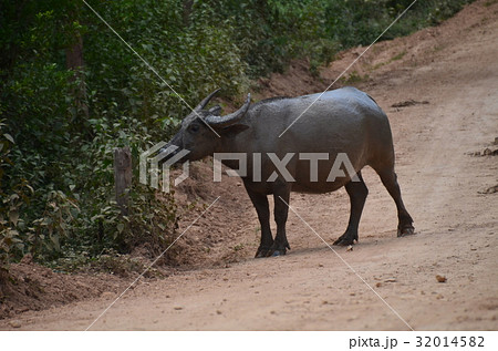 ラオス北部　ノンキャウ近郊の村　山道を歩く水牛　　 32014582