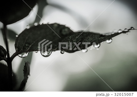 water drops on leaves in fresh garden.. 32015007