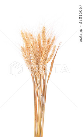 pearls barley grain seed on background 32015067