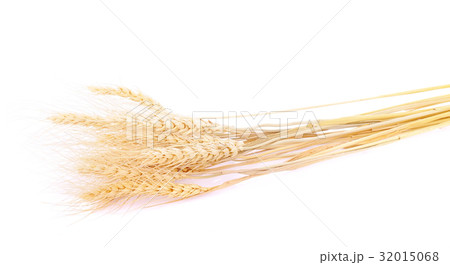 pearls barley grain seed on background pearls barley grain seed on background 32015068
