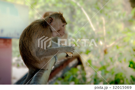 big monkey charactoer background. big monkey charactoer background. 32015069