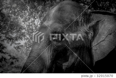 elephant face close up backgrouund 32015070