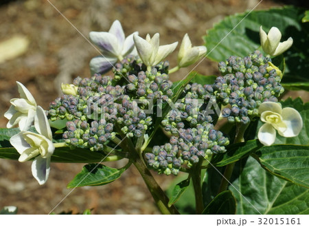 ガクアジサイ　萼片黄色 32015161