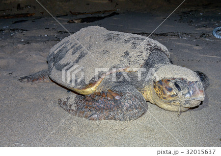 ウミガメの産卵 32015637