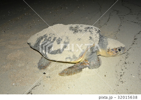 ウミガメの産卵 ウミガメの産卵 32015638