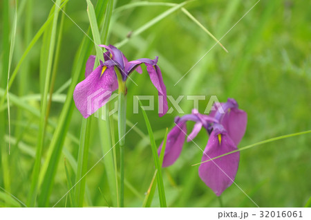 ノハナショウブ 小田代ヶ原 ノハナショウブ 小田代ヶ原 32016061