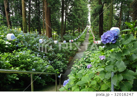 磯山神社のアジサイ 磯山神社のアジサイ 32016247