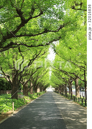 神宮外苑いちょう並木 神宮外苑いちょう並木 32016836