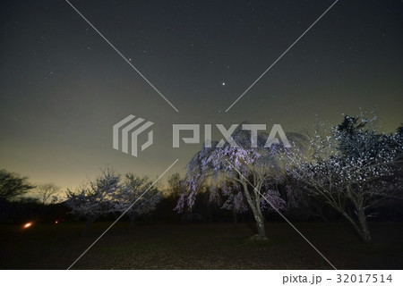 夜桜と星空・西湖野鳥の森公園(山梨県) 夜桜と星空・西湖野鳥の森公園(山梨県) 32017514