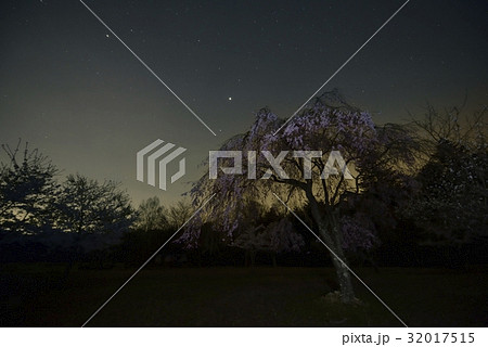 夜桜と星空・西湖野鳥の森公園（山梨県） 32017515