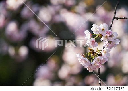 満開の桜 満開の桜 32017522