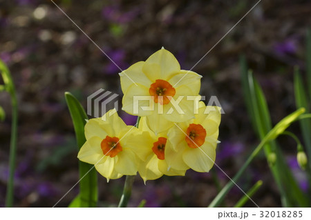 スイセン 32018285