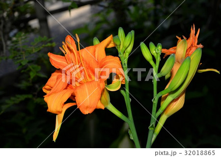 ヤブカンゾウ ヤブカンゾウ 32018865