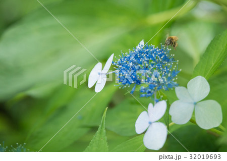 6月の花　紫陽花 32019693