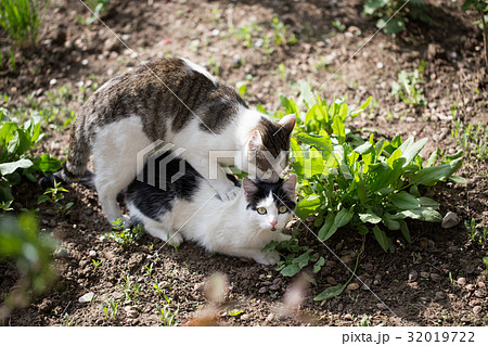 Cats make love in the spring outdoors 32019722