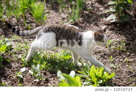 Cat walks on nature in the spring Cat walks on nature in the spring 32019723