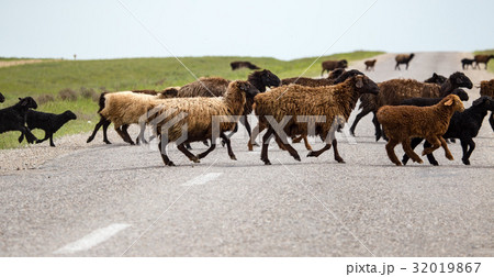 A herd of rams cross the road A herd of rams cross the road 32019867