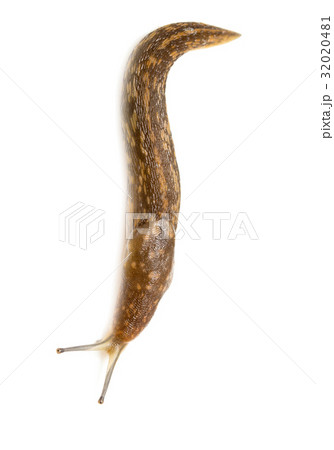 Slug snail on white background 32020481
