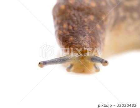 Slug snail on white background 32020482