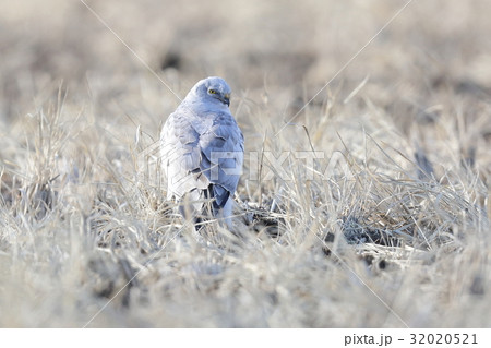 ハイイロチュウヒ 32020521