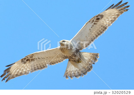 ケアシノスリ幼鳥 32020529