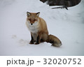 キタキツネ 32020752