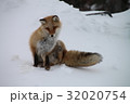 キタキツネ 32020754