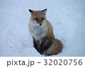 キタキツネ 32020756