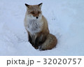 キタキツネ 32020757