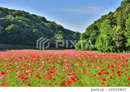 一面にポピーが咲く花畑の写真素材 3847