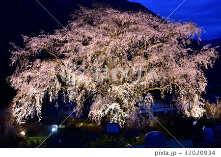 湯の山温泉 竹下桜のライトアップの写真素材 3934