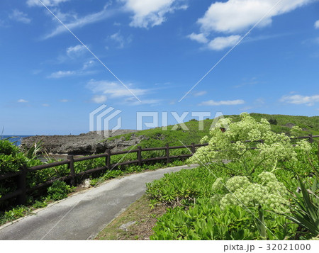 青空とモンパの花（白鳥崎 西海岸公園） 32021000