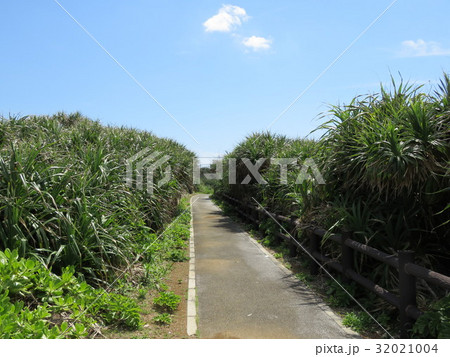 アダンが茂る小道(白鳥崎 西海岸公園) アダンが茂る小道(白鳥崎 西海岸公園) 32021004