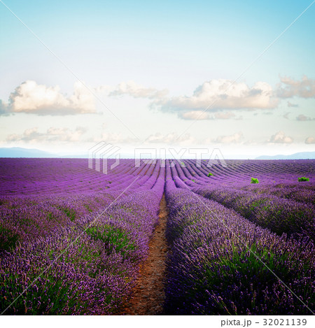 Blooming Lavender field 32021139