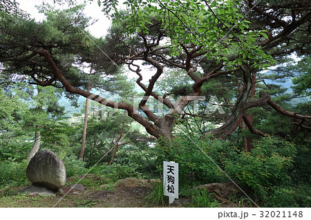 牛伏山自然公園の天狗松 32021148