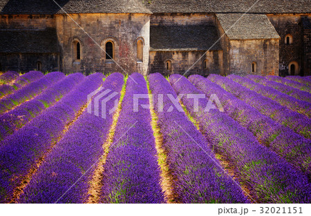 Abbey Senanque and Lavender field, France Abbey Senanque and Lavender field, France 32021151