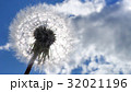 Dandelion like a sun with seeds. 32021196