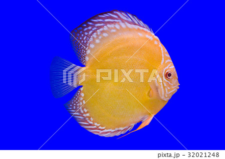 Pompadour Fish on blue background Pompadour Fish on blue background 32021248