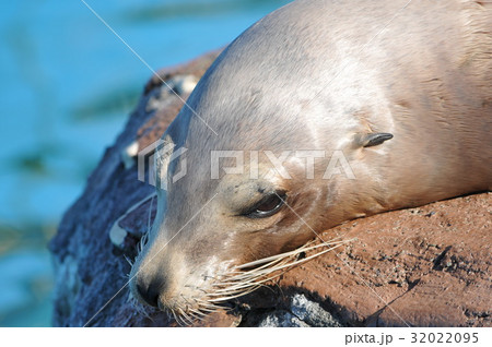 アシカ 顔 アシカ 顔 32022095