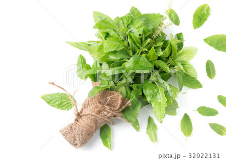 fresh Holy basil leaf isolated on white background fresh Holy basil leaf isolated on white background 32022131
