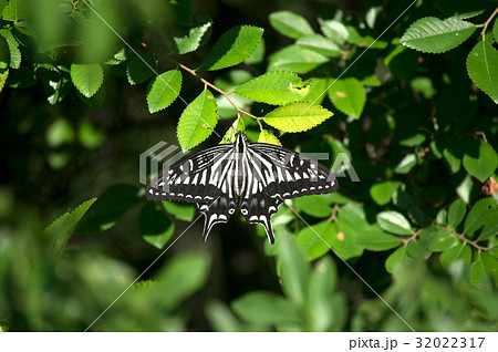 アゲハ蝶 正面の写真素材