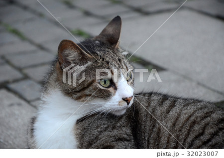 猫 ねこ ネコ 32023007