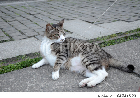 猫 ねこ ネコ 32023008