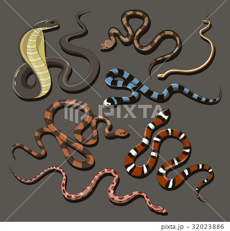 Hand drawn Snake set Hand drawn Snake set 32023886