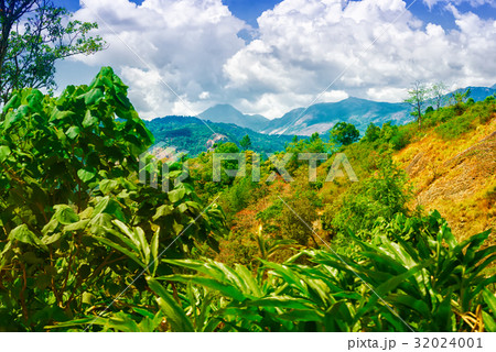 scene of India with hills, plantations cardamom scene of India with hills, plantations cardamom 32024001
